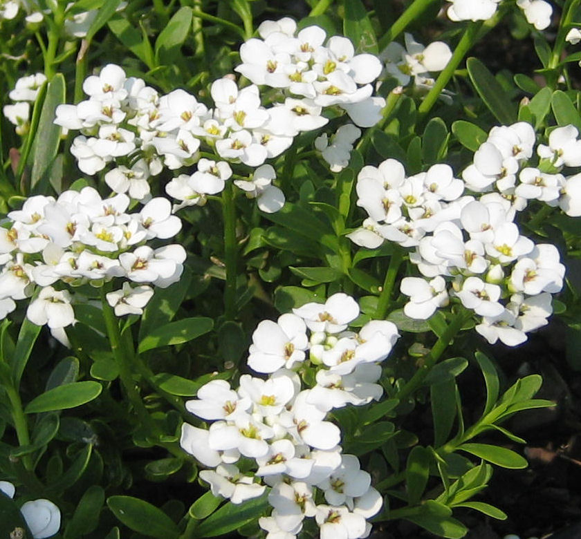 Purity Candytuft Natorp's Online Plant Store